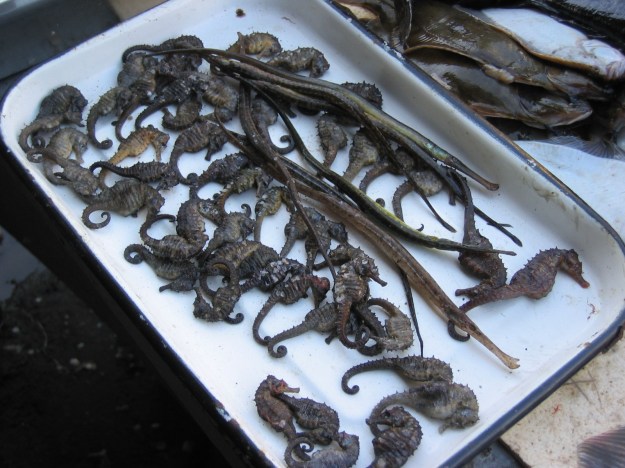 seahorse at Privoz market