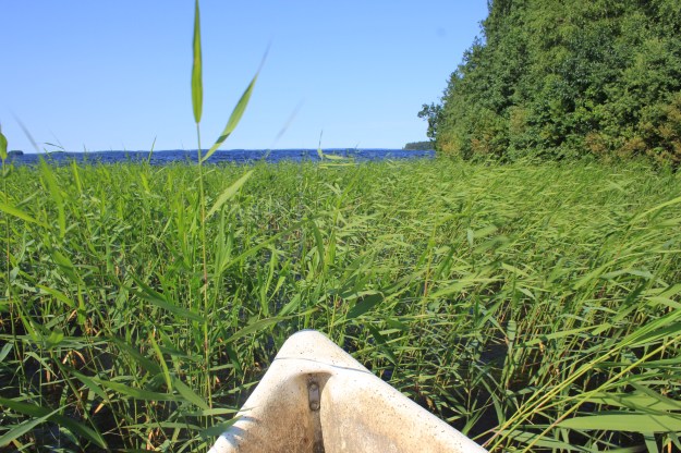 rowing among the reeds