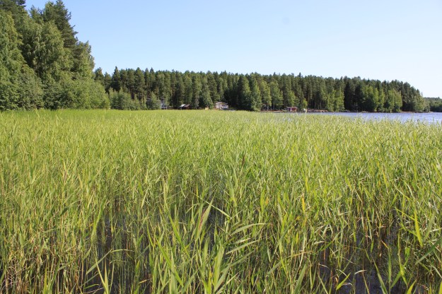 the reeds in a lake