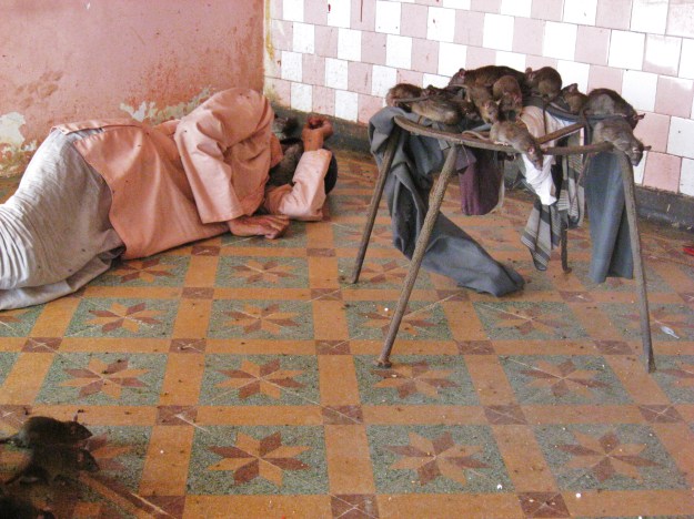 Karni Mata rats