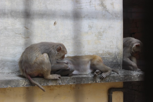 Monkeys in Varanasi