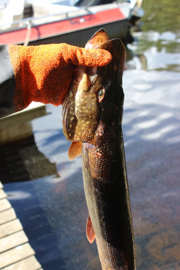 Pike is a freshwater fish commonly found in Finland. 